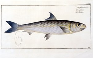 Naturgeschichte Tafel: Die Sardine nach Blochs „Ichthyologie“. Gravur des 19. Jahrhunderts. von Unknown artist