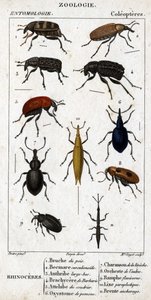 Naturgeschichtstafel. Entomologie. Familie der Käfer. Nashornkäfer: 1. Erbsenbruche; 2. Beemare Curculionoid; 3. Anthribe mit großem Schnabel; 4. Stacheliger Brachycere; 5. Attelabra des Haselstrauchs; 6. Pomone Oxystoma; 7. Lebender Charanson; 8. Erlen-Or von Unknown artist