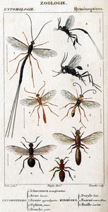 Tafel der Naturgeschichte. Entomologie. Hymenopteren-Familie.