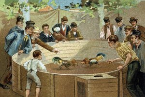 Alte Tradition in der Region Flandern: Hahnenkämpfe. Chromolithographie des späten 19. Jahrhunderts von Unknown artist