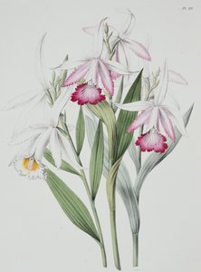 Orchidee: Sobralia liliastrum aus "Sertum Orchidaceum" von Unknown Artist