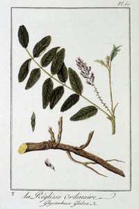 Gewöhnliche Süßholzwurzel (Glycyrrhiza glabra) - in „Übungen der Botanik für Kaufleute“, verfasst von J.C. Philibert, Druckerei Crapelet, Paris von Unknown artist