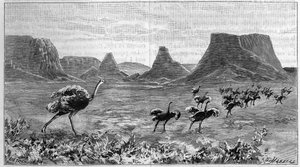 Freilaufender Strauß in Südafrika. Gravur von 1895 nach einer Zeichnung von Lichtenstein aus dem Jahr 1804 von Unknown artist