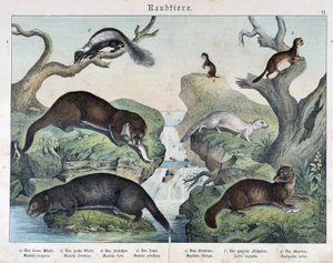 Otter, Frettchen, Wiesel... - in Natural histories of mammals, ed. Schreiber von Unknown artist