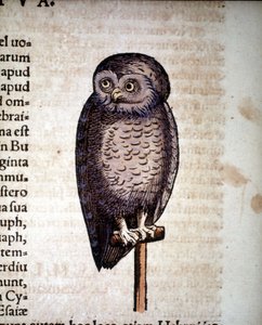 Eule - aus Historiae animalium von Konrad Gesner, Tiguri