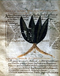 Seite des Manuskripts von Apuleius „De viribus herbarum“, 8. oder 9. Jahrhundert. Lucca, Regierungsbibliothek