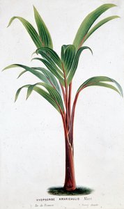 Palme Hyophorbe Amaricaulis (Mauritius) - Botanische Tafel