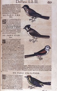 Sperlingsvögel in Historia Animalium von Conrad Gesner (1516 - 1565), Tiguri von Unknown artist