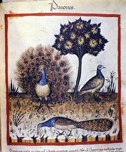 Pfauen dargestellt in „Tacuinum sanitatis“