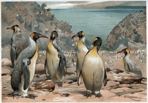 Pinguine - in „La vita degli animali“ von A. E. Brehm, Turin