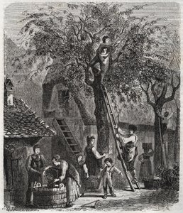 Kirschen pflücken - Gravur von 1860 von Unknown artist
