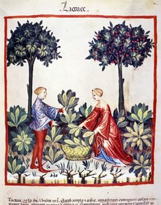Salat pflücken. Illumination aus der Milchwirtschaft und Diätetik „Tacuinum sanitatis“ von Unknown artist