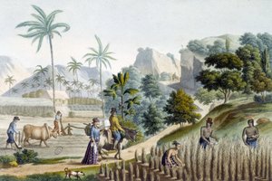 Reis pflanzen und ernten auf der Insel Guam (Mikronesien)