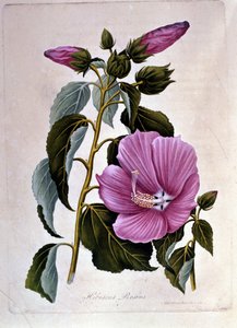 Rosa Hibiskus. Botanische Tafel. Gravur.