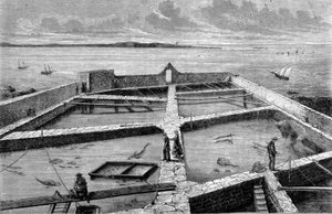 Fischzucht in Concarneau. Gravur von 1860 von Unknown artist