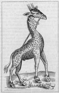 Porträt einer Giraffe. (Nach Pierre Belon)