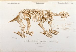 Urgeschichte: Skelett eines Megatheriums (erdfauler Elefant). Tafel der Paläontologie aus 