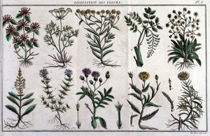 Vorräte von Blumen: in „Flora Françoise, oder eine kurze Beschreibung aller Pflanzen, die natürlich in Frankreich wachsen, geordnet nach einer neuen Analysemethode, an die wir die Angabe ihrer am wenigsten zweideutigen Tugenden in der Medizin und ihrer Nüt von Unknown artist