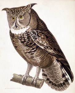 Raubvogel: Afrikanische Eule. Gravur aus dem 19. Jahrhundert