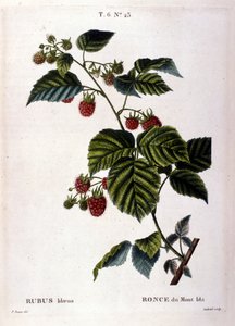 Himbeere und Frucht: Botanische Tafel des 19. Jahrhunderts