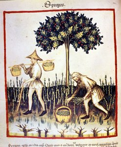 Spargelernte. Illustration aus dem "Tacuinum sanitatis" von Unknown artist