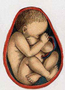 Darstellung einer Gebärmutter mit Schwangerschaft. „Die neue natürliche Medikation“ von F.E. Bilz. 1898. von Unknown artist