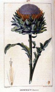 Darstellung der Artischocke. Botanische Tafel. 19. Jahrhundert von Unknown artist