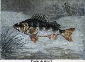 Flussbarsch. Gravur von 1897