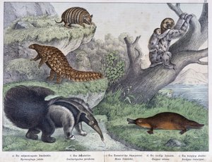 Nagetiere: Gürteltier, Faultier, Ameisenbär - in „Naturgeschichten der Säugetiere“, ed. Schreiber