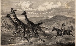 Samuel W. Baker jagt Giraffen in Zentralafrika in der Region des oberen Nils von Unknown artist