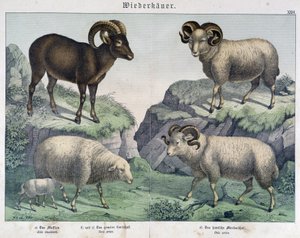 Schafe: Schaf, Widder, Steinbock - in Histoires naturelles des mammals, ed. Schreiber