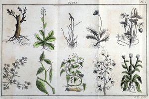 Stängel: in „Flora Françoise, oder eine kurze Beschreibung aller Pflanzen, die natürlich in Frankreich wachsen, geordnet nach einer neuen Analysemethode, mit Angabe ihrer weniger zweideutigen Tugenden in der Medizin und ihrer Nützlichkeit in den Künsten“ v
