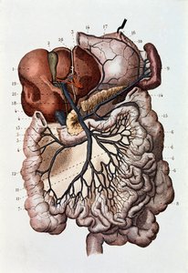 Studie des menschlichen Gehirns, Großhirnhemisphären und Kleinhirn (Gravur)