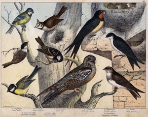 Die 5 Vögel links - a: Schwalbe (Parus major), b: Blaumeise (Parus caeruleus), c: Tannenmeise (Parus ater), d: Haubenmeise (Lophophanes cristatus), e: Sumpfmeise (Parus palustris) Die 4 Vögel rechts - a: Rauchschwalbe (Hirundo rustica), b: Schwalbe