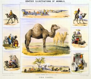 Das Kamel: verwendet für Transport: Milch: Fleisch: Stoff. Handkolorierte Lithographie von Waterhouse Hawkins, Schöpfer der prähistorischen Tiere für die Crystal Palace Ausstellung von 1851. Aus Graphic Illustrations of Animals and Their Utility to Man
