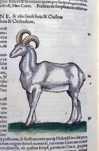 Der Steinbock in Historia Animalium von Conrad Gesner (1516 - 1565), Tiguri