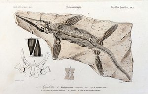 Der Ichthyosaurier aus dem Universalwörterbuch der Naturgeschichte