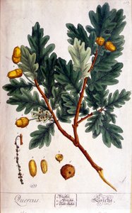 Die Eiche (Quercus) - botanische Tafel