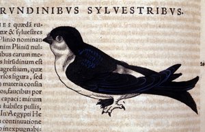 Der Mauersegler in Historia Animalium von Conrad Gesner (1516 - 1565), Tiguri