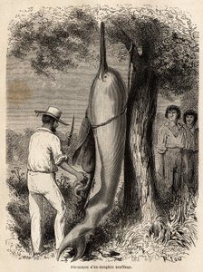Die Dissektion eines Blasendelfins (Süßwasserdelfin) durch den Autor, beobachtet von zwei Peruanischen Cocama-Indianern, die das Tier harpuniert haben. Gravur zur Illustration der Reise vom Pazifik zum Atlantik durch Südamerika 1848-1860 von Paul Marcoy