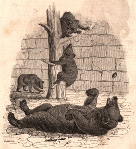 Der Bärenzwinger des Naturhistorischen Museums: Bär auf dem Rücken, der ein Stück Fleisch greift, zwei Bären spielen auf einem Baum und ein weiterer isst von Unknown