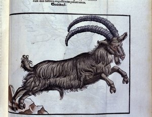 Der Steinbock nach Historiae animalium von Konrad Gesner, Tiguri von Unknown artist