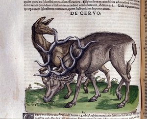 Der Hirsch nach Historiae animalium von Konrad Gesner von Unknown artist