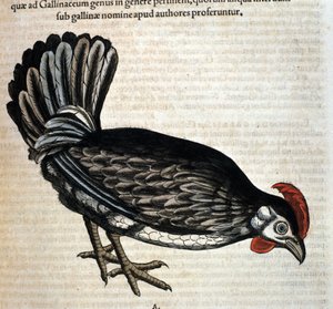Das Haushuhn nach „Historiae animalium“ von Konrad Gesner, Tiguri von Unknown artist