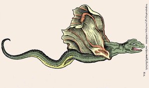Der fliegende Drache Amphiptere (Amphithere oder Amphitere oder Amphipthere). Gravur in Historia Animalium von Conrad Gesner (1516 - 1565), Tiguri