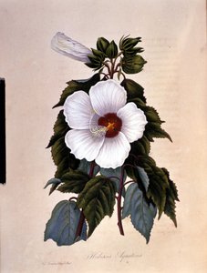 Der Hibiskus. Botanische Tafel.