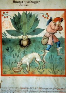 Die Alraune von Unknown artist
