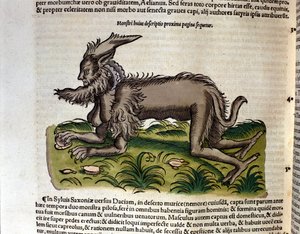 Der Manticore aus der Historia Animalium von Conrad Gesner, Tiguri 1560. Biblioteca nazionale Braidense. Mailand von Unknown artist