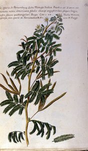 Die Mimose, botanische Tafel, Gravur