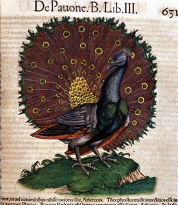 Der Pfau nach der Historia Animalium von Conrad Gesner, Tiguri 1560. Biblioteca Nazionale Braidense. Mailand von Unknown artist